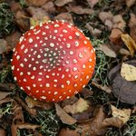 이 <b>버섯</b>마을에 스머프가 살고 있을까? (12)
