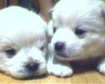<b>귀염둥이</b>