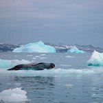 <b>빙산</b>나라5