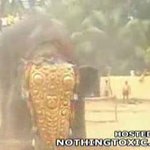 미친 코끼리[<b>식인</b> 코끼리]