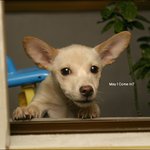 may i <b>come</b> in?