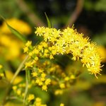 미국<b>미역</b>취