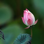 디카는처음입니다. <b>연꽃</b>찍어봤습니다