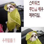 레드망고 무릎담요로 <b>요다</b>가 되어버린 강아지 ^^