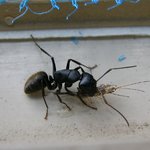 <b>개미</b>사진 모음