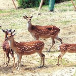 꽃 <b>사슴</b>들의 봄 나들이