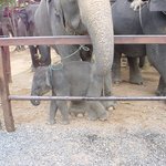 코끼리 는 <b>코가</b> 손이 라는데... 손이 하나네.. ㅋㅋ