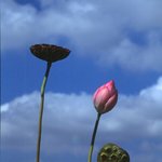 하늘로 <b>승천</b>하는 연꽃