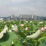 <b>시흥</b> 관곡지 연꽃축제-7