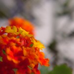 [블루밍]흔한아름다움 <b>ii</b>