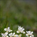 노랑<b>무늬</b>붓꽃