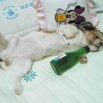 <b>세상사</b>가 고달픈 개,,ㅋㅋ