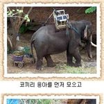 코끼리 <b>응가</b>로 만든 종이!
