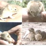 쥐 닮은 고양이 <b>탄생</b> ?!