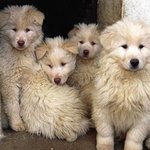 北풍산개 길러보세요