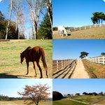 <b>원당</b>종마목장