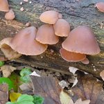 이 <b>버섯</b>마을에 스머프가 살고 있을까? (15)