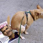 <b>개도</b> 알아보는 "개" 같은 심판!