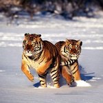 <b>눈위</b>의 호랑이..