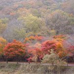 내장사 <b>단풍</b>(04-11-03)-1