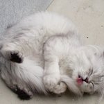 고양이도 구르는 <b>재주</b>가 있다?