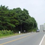 <b>천연</b>기념물 164호 - 신방리 음나무 군(群)