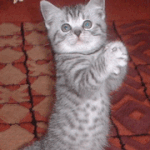 shall <b>we</b> dance???