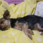 우리 <b>단비</b>입니다.