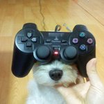 빵상빵상 <b>외계</b>강아지~