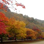 내장사 <b>단풍</b>(04-11-03)-2