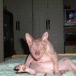 누드 고양이
