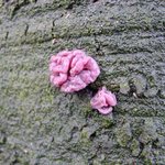 이 <b>버섯</b>마을에 스머프가 살고 있을까? (17)
