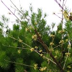 <b>산수유</b>