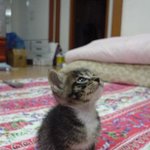 날으는 냥이 <b>노마</b>~