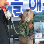 <b>원숭이</b>도 담배를
