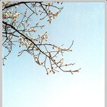 <b>전주</b> 덕진공원의 봄....