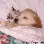 적과의 <b>동침</b>