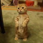 <b>두발</b>로 서는 고양이