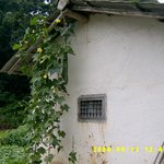 수세미<b>넝쿨</b>