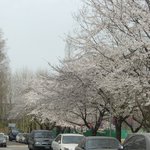 신반포 <b>고속</b>터미널 한신아파트 인근 벚꽃 풍경 - 2