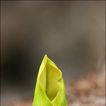 노랑앉은<b>부채</b>