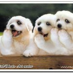 세개가 놀란 사진