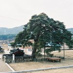 천연기념물 409호 - <b>울진</b> 행곡리 처진소나무