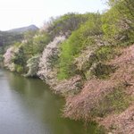 봄의 <b>향연</b> 03