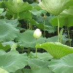 <b>시흥</b> 관곡지 연꽃축제-9