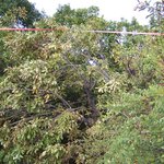 <b>ufo</b>가 앉았다 간 나무...