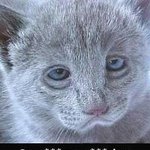 <b>숙취</b>에 시달리는 고양이