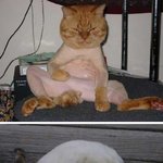 엽기 자세로 <b>휴식</b>취하는 동물들~