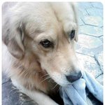 애교쟁이 <b>노마</b>군