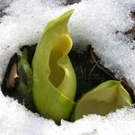 눈 속의 노량앉은<b>부채</b>